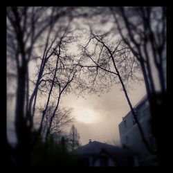 Low angle view of bare trees against sky