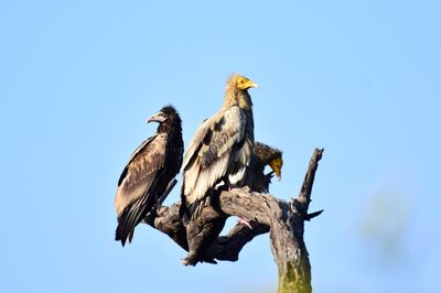 Low angle view of birds perching on tree against sky