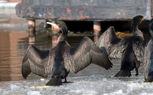 Birds flying over water