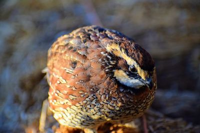 Bobwhite quail