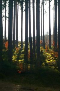 Trees in forest