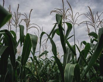 Close-up of fresh plants in field against sky