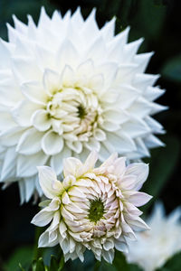 Close-up of white dahlia