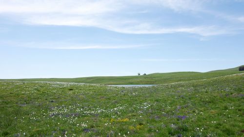 Scenic view of grassy field and lake against sky