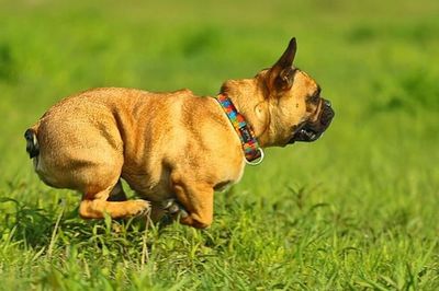 Dog lying on grassy field