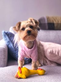 Portrait of dog on sofa at home