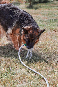 Thirsty dog enjoying sprayed water. dog chilling himself playing with water while hot summer day