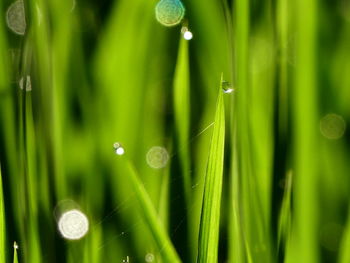 Close-up of water drops on grass