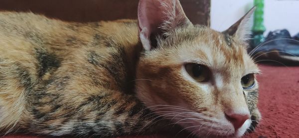 Close-up portrait of cat looking away