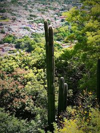 Cactus growing on field