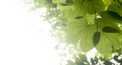 Close-up of fresh green leaves