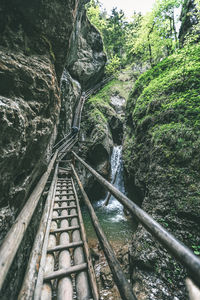 View of bridge in forest