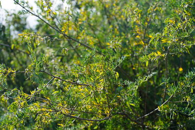 Close-up of tree