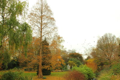 Trees against clear sky