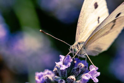 Close-up of butterfly pollinating on flower