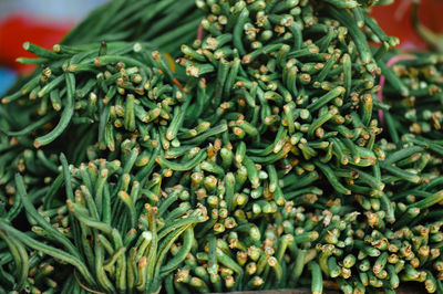 Close-up of green leaves