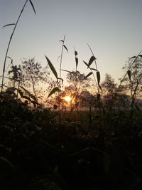 Close-up of silhouette plants on field against sunset sky