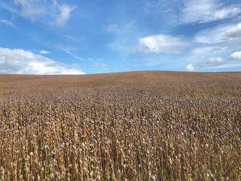 Scenic view of field against sky