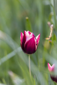 Close-up of pink tulip flower