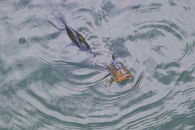 High angle view of fish swimming in sea