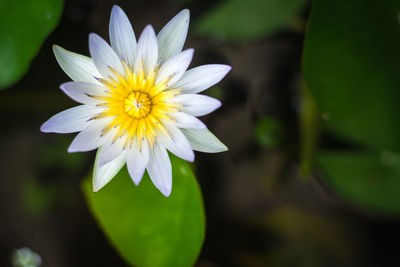 Close-up of white flower