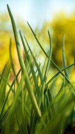 Close-up of crops growing on field