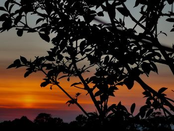 Low angle view of silhouette tree against sky at sunset