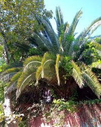 Close-up of palm trees against sky