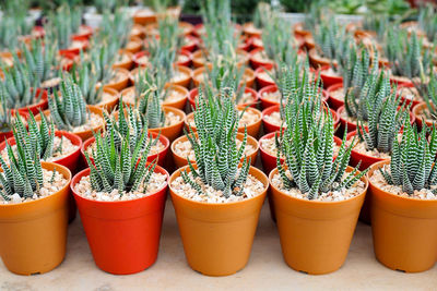 Close-up of succulent plants in pot