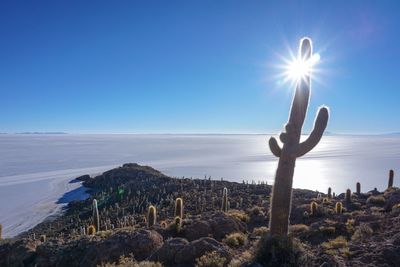 Cactus and salt flat against clear blue sky at salar de uyuni