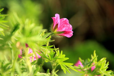 Close-up of pink flowering plant