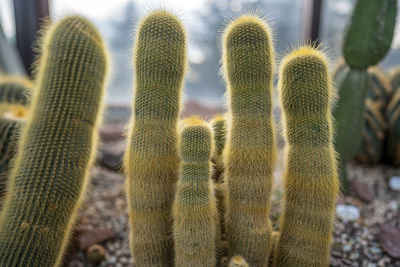 Close-up of succulent plant on field