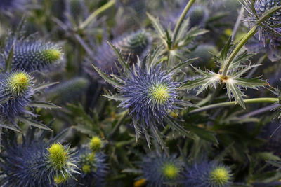 Detail shot of plants