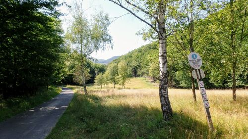 Road amidst trees