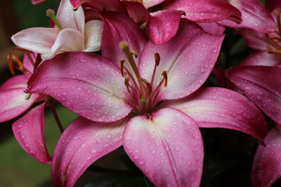 Close-up of water drops on pink flowering plant