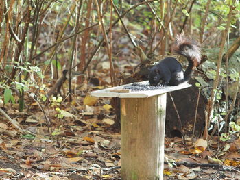 View of black cat on land