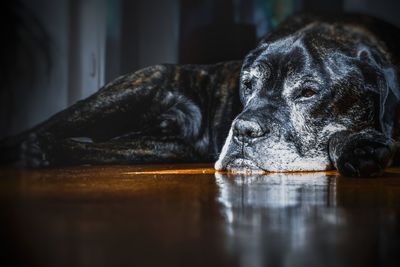 Close-up of a dog resting on floor at home