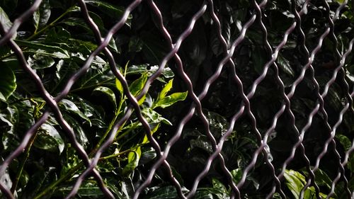 Full frame shot of plants