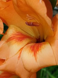 Close-up of orange rose flower