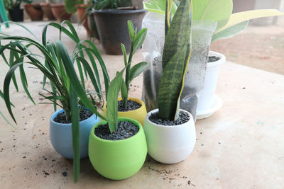 Close-up of succulent plant in pot