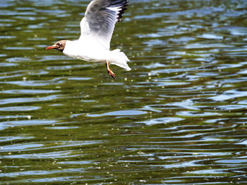 Bird flying over water