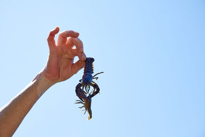 Low angle view of hand holding a horse against clear sky