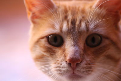 Close-up portrait of a cat