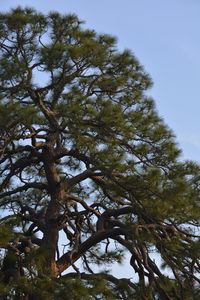 Low angle view of tree against sky