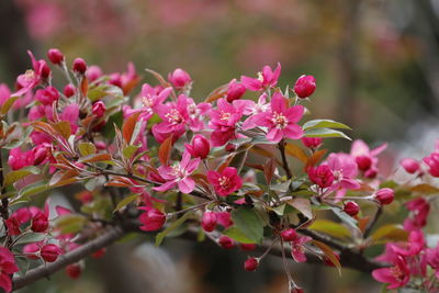 Close-up of pink flowering plant