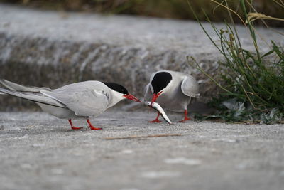 Two birds on the ground