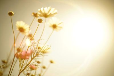 Close-up of flowers against bright sky