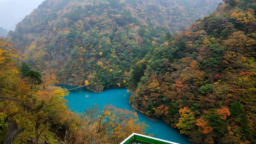 High angle view of river amidst trees in forest