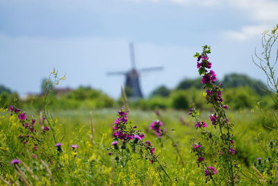 Purple flowering plants on field against sky