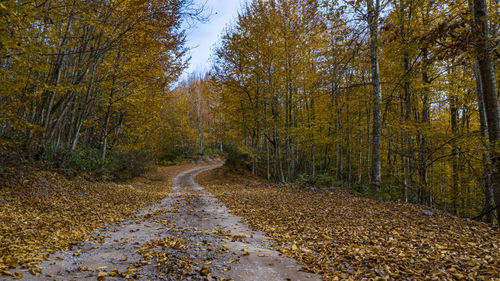 Road amidst trees in forest during autumn